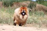 CHOW CHOW 175